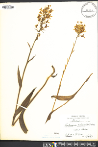 Platanthera ciliaris image