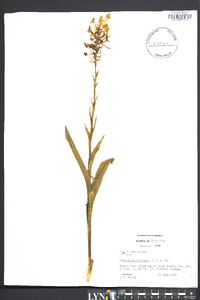 Platanthera ciliaris image