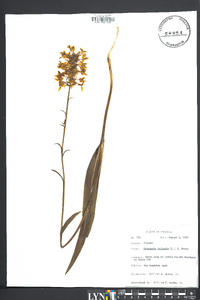 Platanthera ciliaris image