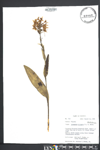 Platanthera ciliaris image