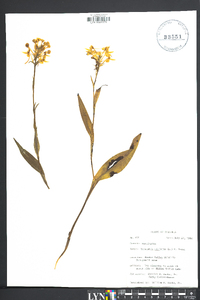 Platanthera ciliaris image