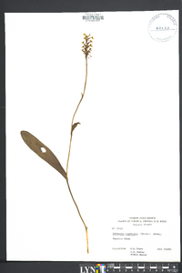 Platanthera clavellata image