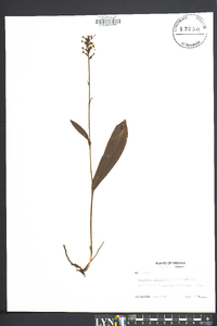 Platanthera clavellata image