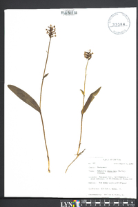 Platanthera clavellata image