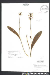 Platanthera clavellata image