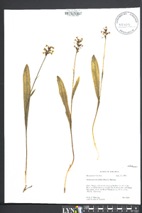 Platanthera clavellata image