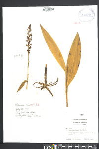 Platanthera flava image