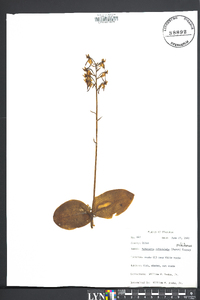 Platanthera orbiculata image