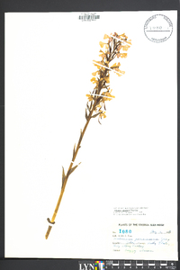 Platanthera peramoena image