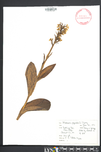 Platanthera psycodes image