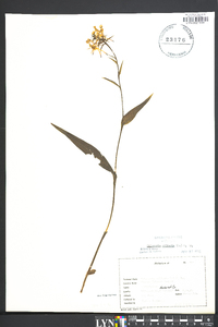 Platanthera ciliaris image