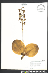 Platanthera orbiculata image