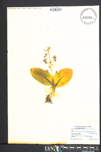 Liparis liliifolia image