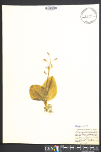 Liparis liliifolia image