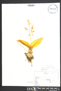 Liparis liliifolia image