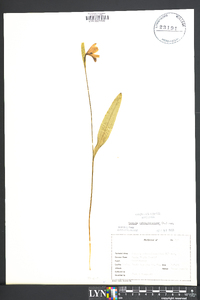 Pogonia ophioglossoides image