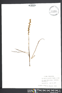 Spiranthes vernalis image