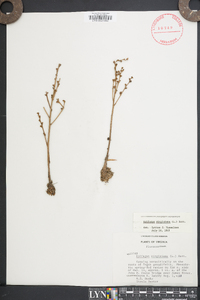 Epifagus virginiana image