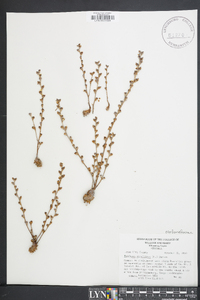 Epifagus virginiana image