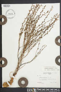 Epifagus virginiana image