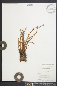 Epifagus virginiana image