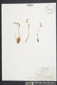 Orobanche uniflora image