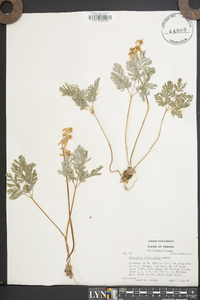 Dicentra cucullaria image