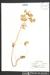 Oxalis grandis image