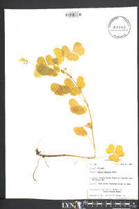 Oxalis grandis image