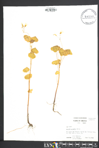 Oxalis grandis image