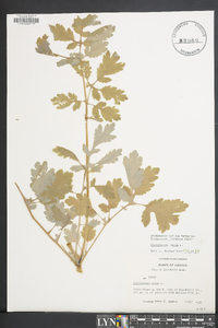 Chelidonium majus image