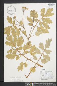 Chelidonium majus image