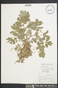 Chelidonium majus image