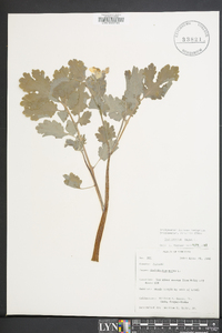 Chelidonium majus image