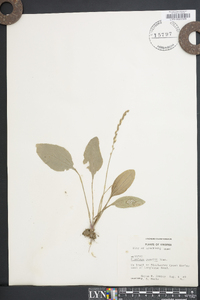 Plantago rugelii image