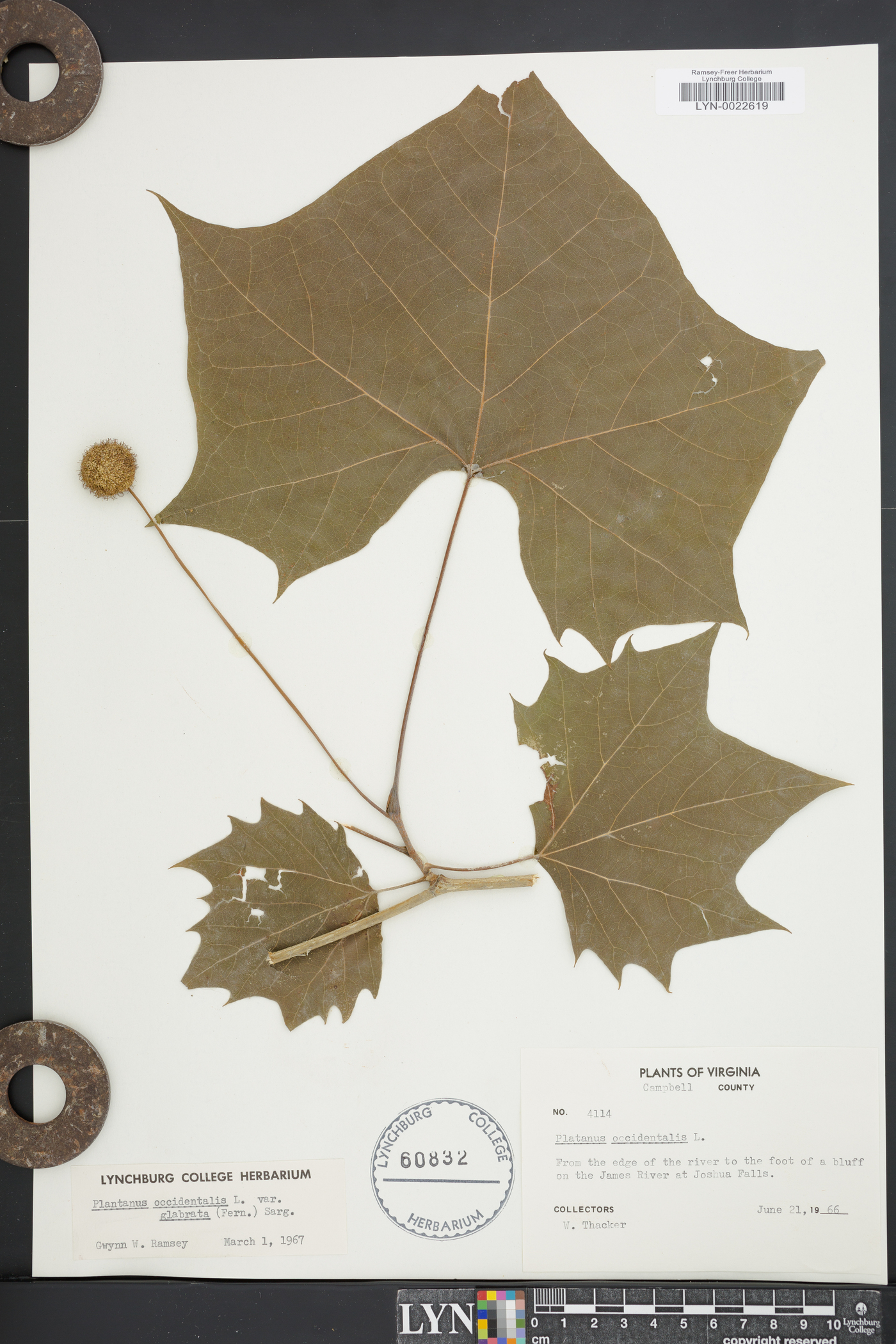 Platanus occidentalis var. glabrata image