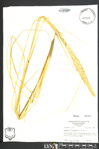 Ammophila breviligulata image