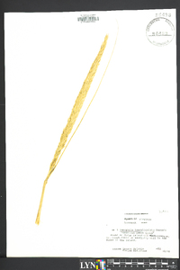 Ammophila breviligulata image