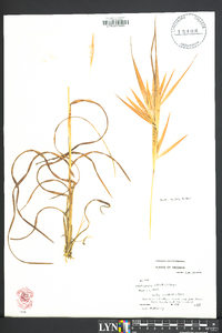 Andropogon elliottii image