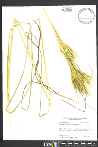 Andropogon glomeratus image