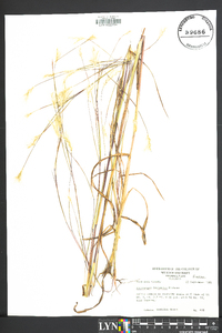 Andropogon ternarius image