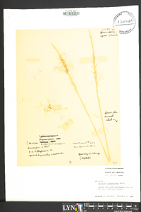 Aristida purpurascens image