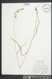 Bromus kalmii image