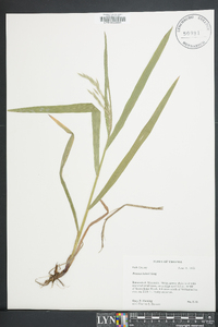 Bromus kalmii image