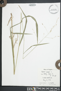 Bromus pubescens image