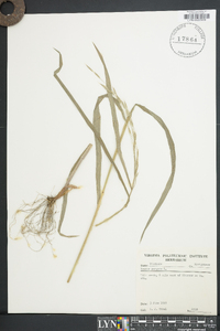 Bromus pubescens image