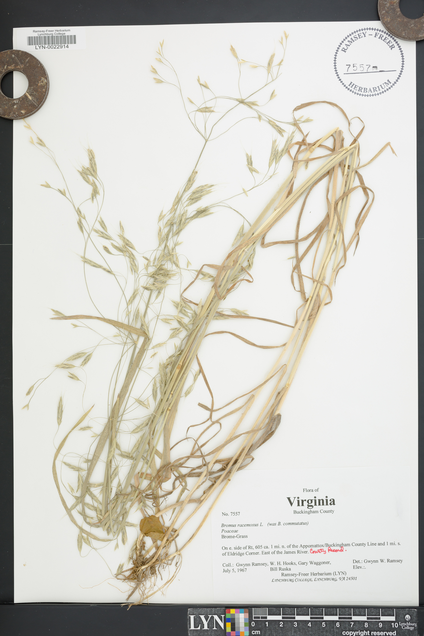 Bromus racemosus image