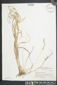 Calamagrostis porteri image