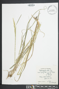 Calamagrostis porteri image