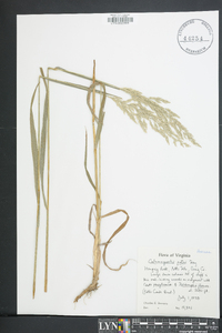 Calamagrostis porteri image